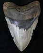 Nice Megalodon Tooth - North Carolina #13829-1